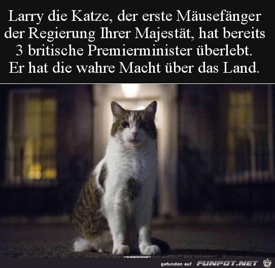 Katze hat die wahre Macht