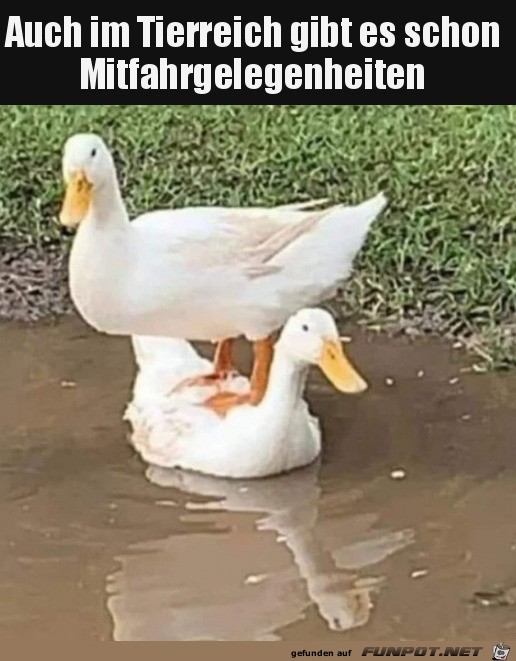 Tierische Mitfahrgelegenheit