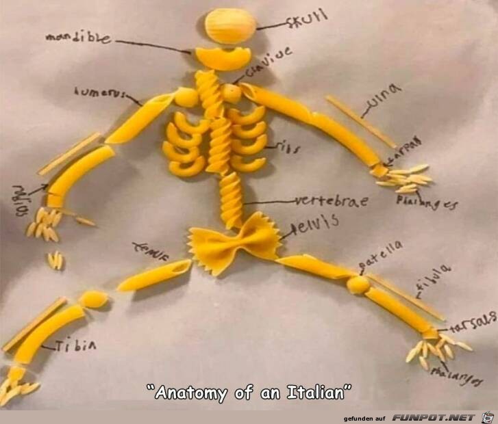 Anatomie