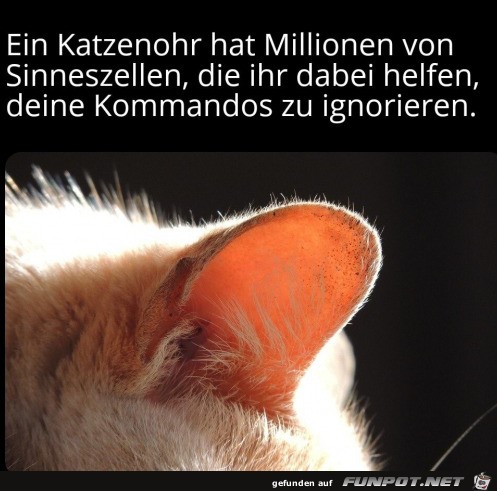 Katzen-Ohren