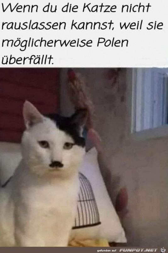 Katze sieht witzig aus