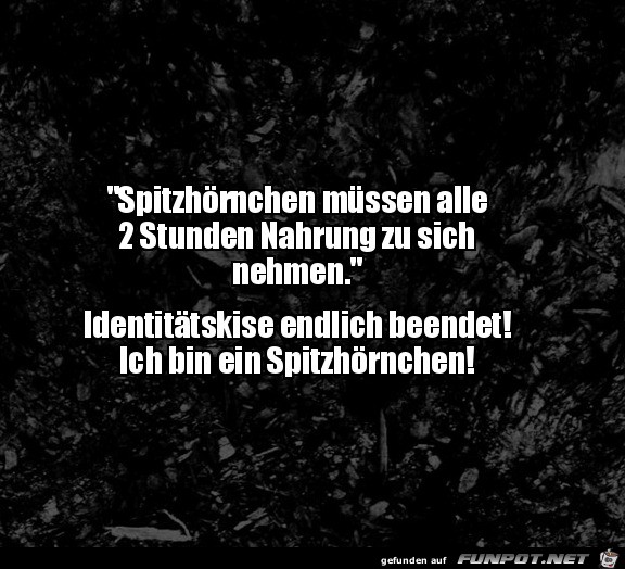 Spitzhörnchen Spitzhörnchen