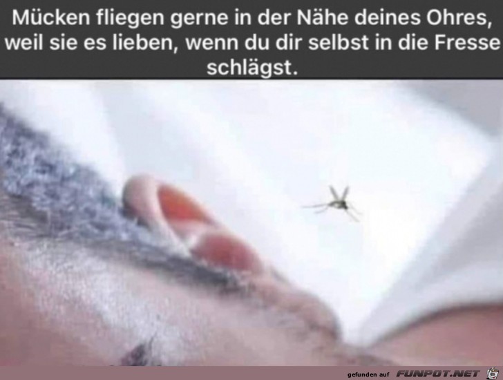 Blöde Stechmücken Blöde Stechmücken