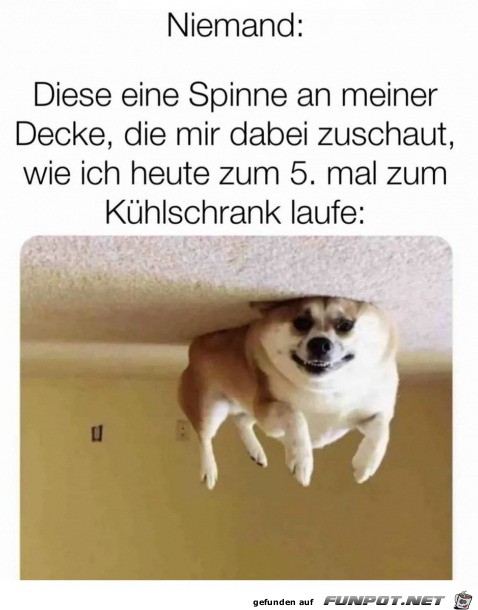 Die Spinne an der Decke