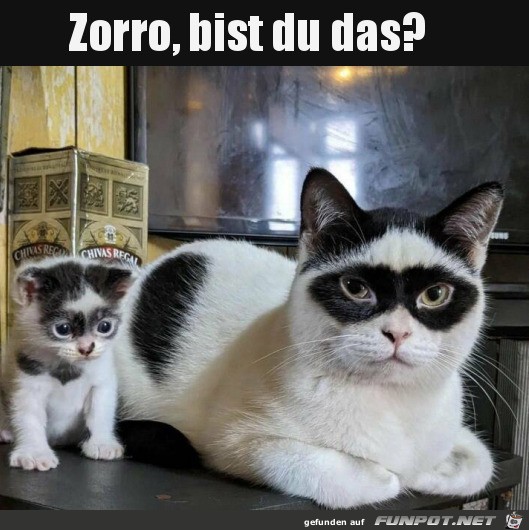 Die Zorro-Katze