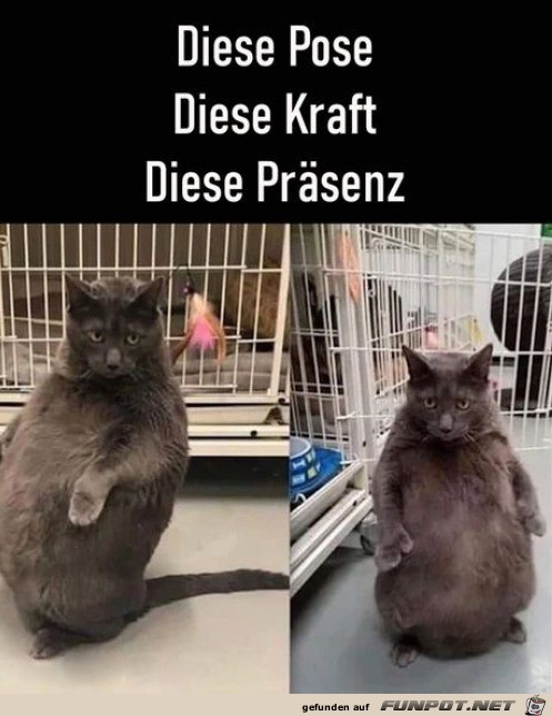 Witzige Katze