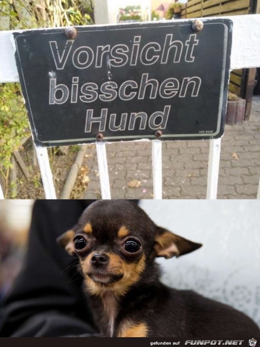 Ein bisschen Hund