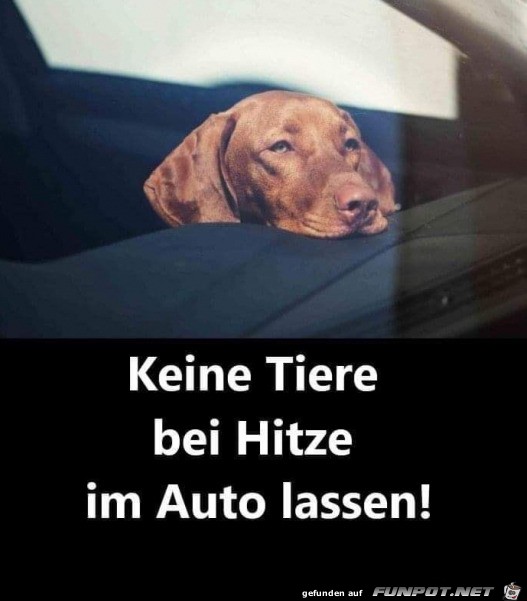 Bei Hitze keine Tiere im Auto lassen