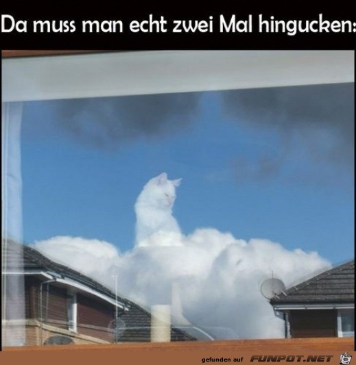 Katze in den Wolken