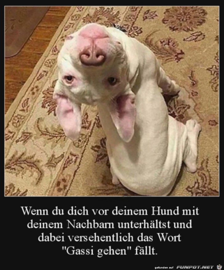 Hund hat sein Stichwort gehrt