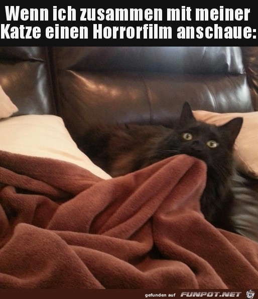 Horrorfilm mit der Katze angucken