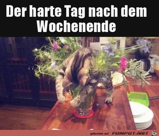 Harter Tag