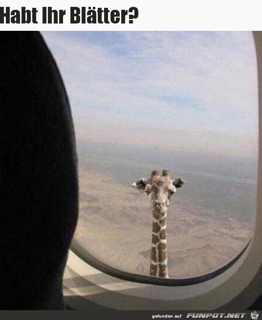 Giraffe hat eine Frage