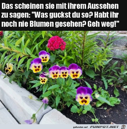 Lustige Blumen