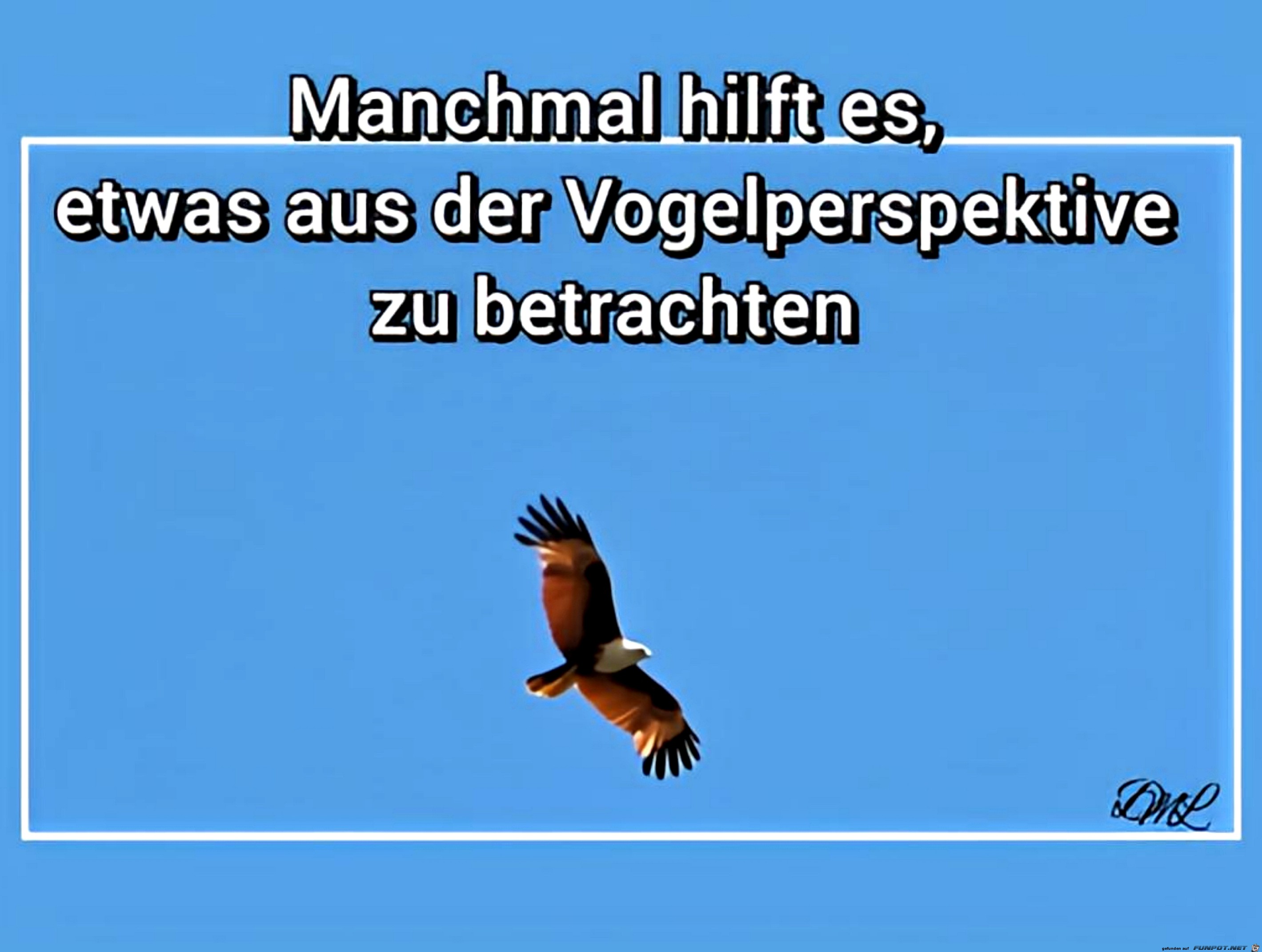 Braminenweih Blickwinkel Vogelperspektive