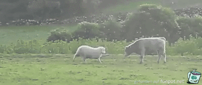 Schaf gegen Kuh