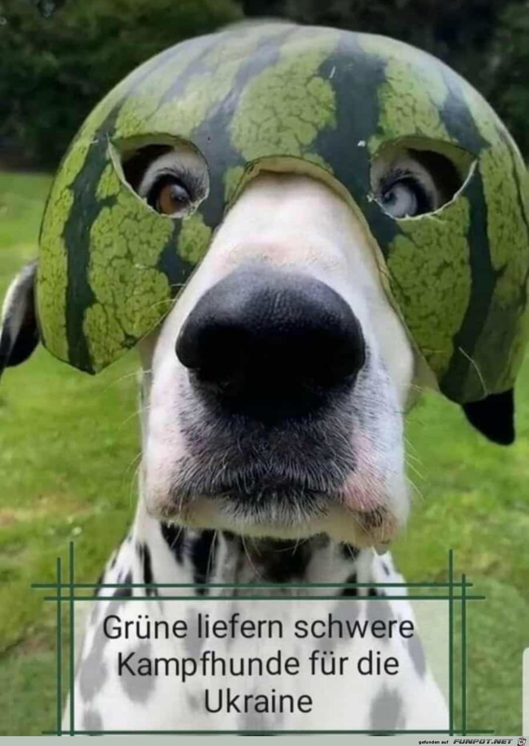 Kampfhund