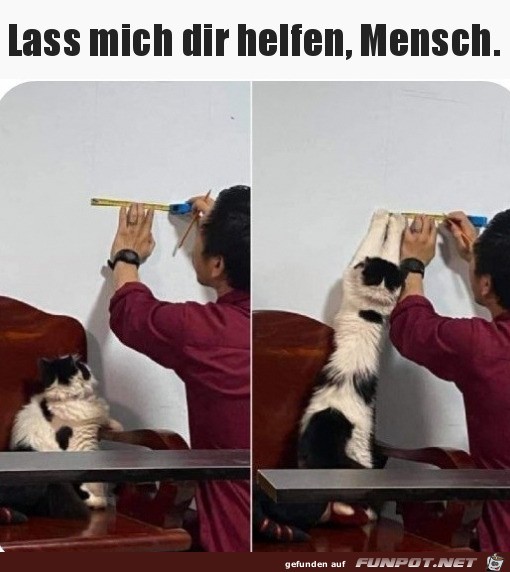 Katze hilft