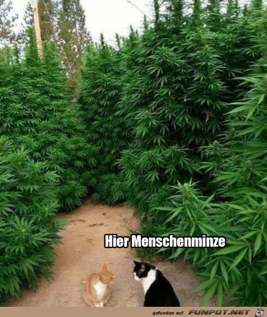 Menschenminze