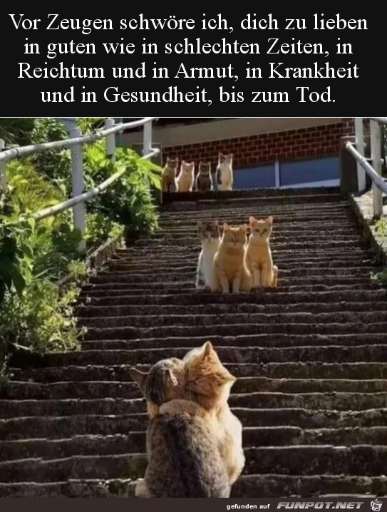 Katzen-Hochzeit