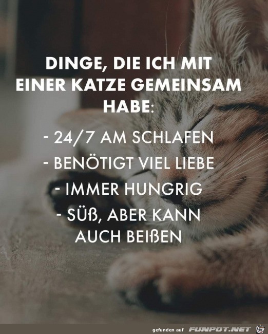 Katzen-Eigenschaften