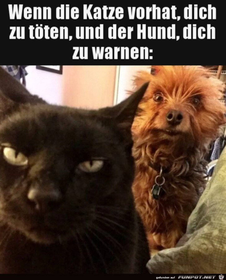 Unterschied Hund Katze