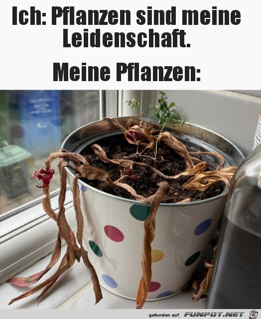 Ein echter Pflanzen-Liebhaber