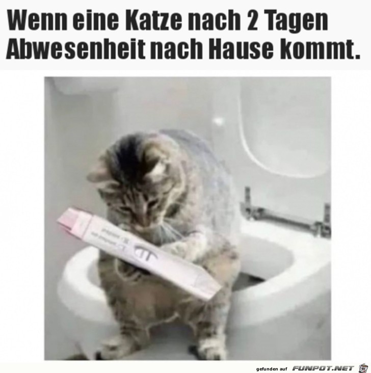 Katze war unterwegs