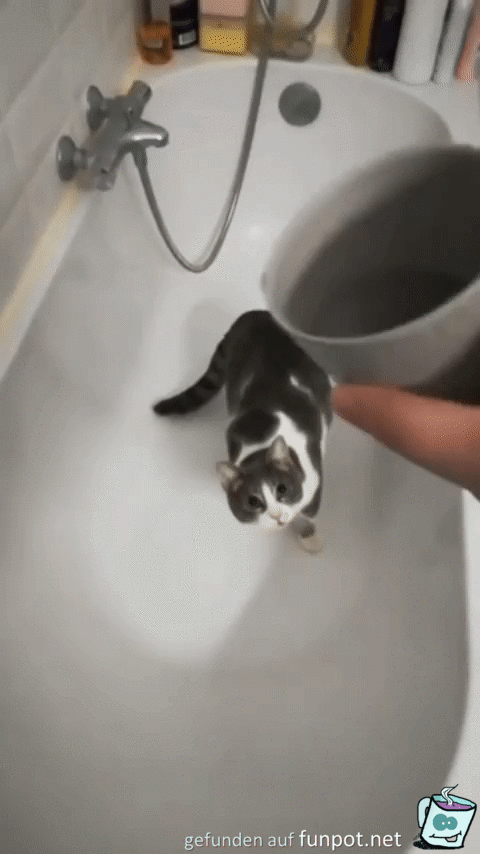 Katze liebt Wasser