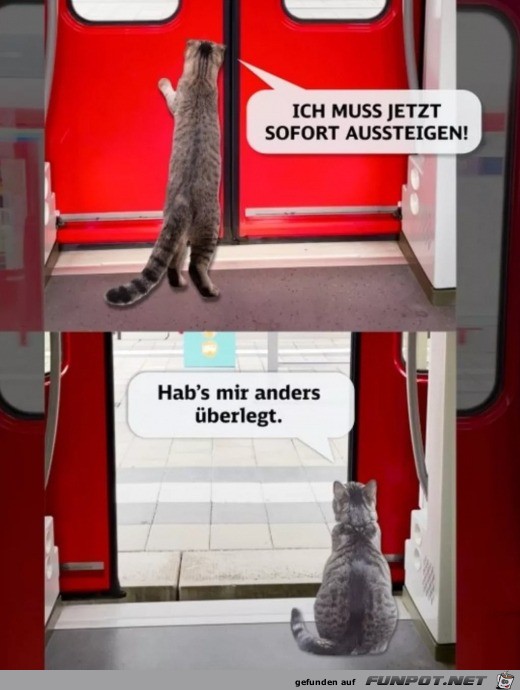 Typisch Katze