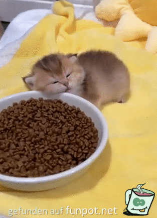 Beim Essen eingeschlafen