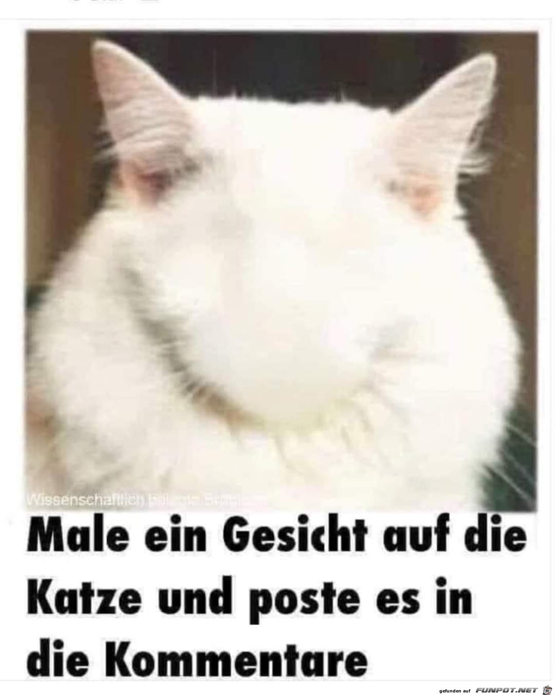 Katze 1