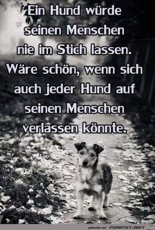 Ein Hund