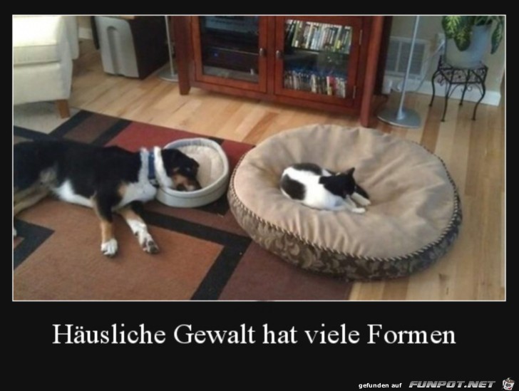 Der arme Hund