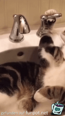 Katze nimmt ein Bad