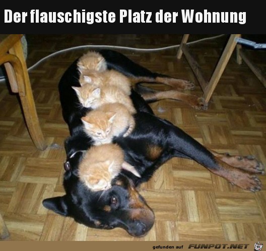 Tierische Freunde