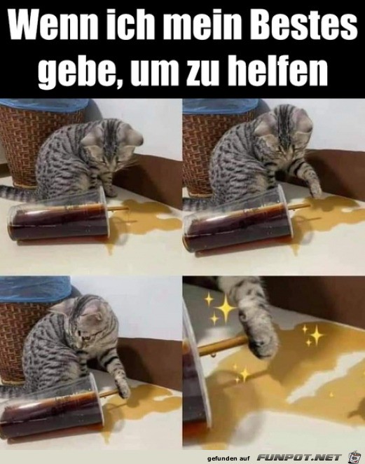 Katze tut ihr bestes