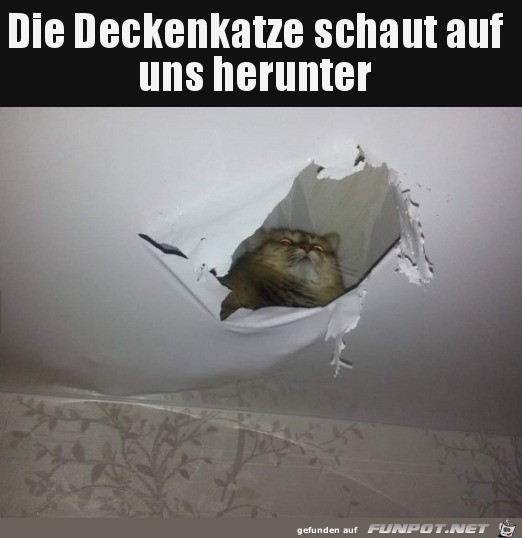 Die Deckenkatze