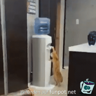 Katze bedient sich am Wasserspender