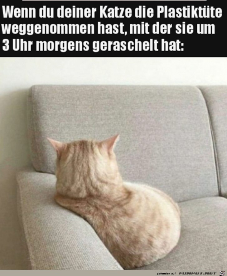 Katze ist beleidigt