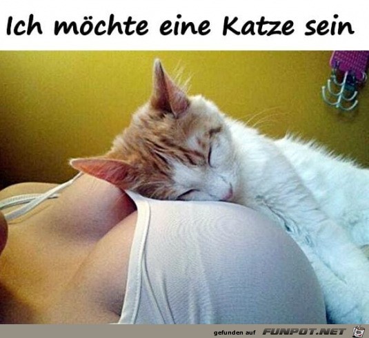 Eine Katze msste man sein