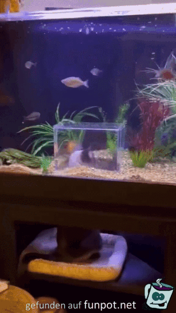 Aquarium mit Guckfenster