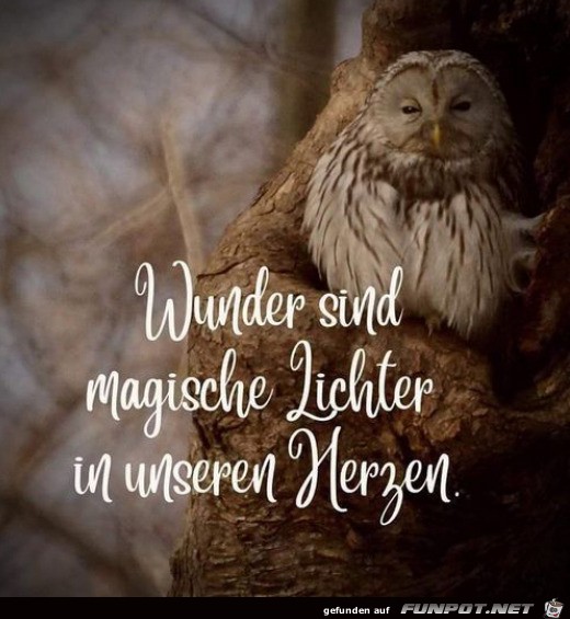Wunder Wunder