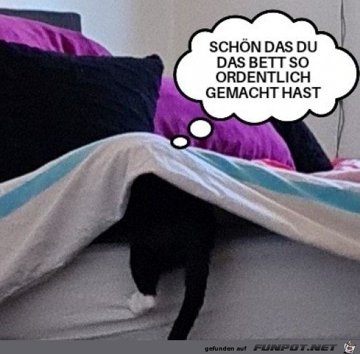 Katze freut sich