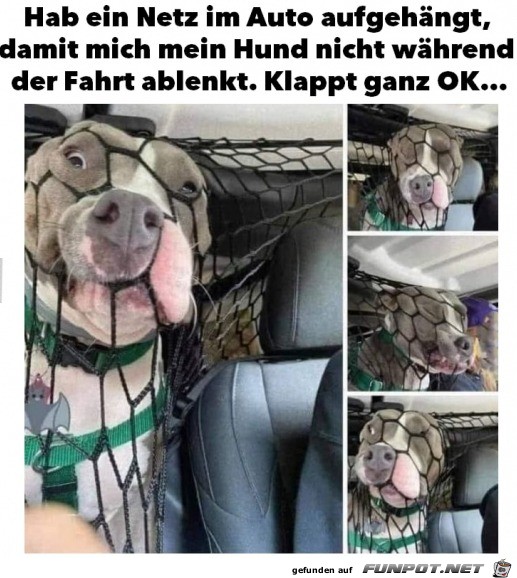 Hund lenkt trotzdem ab