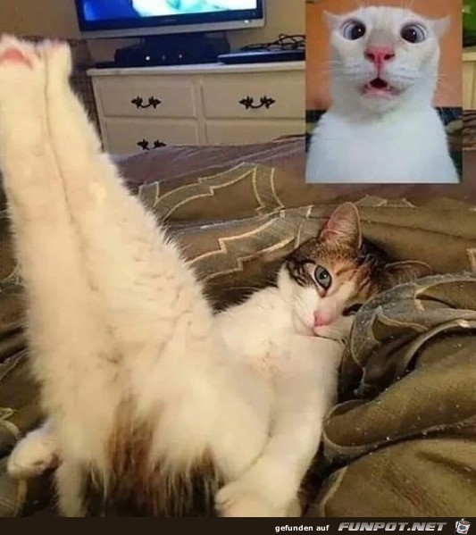 Katzen-Videochat