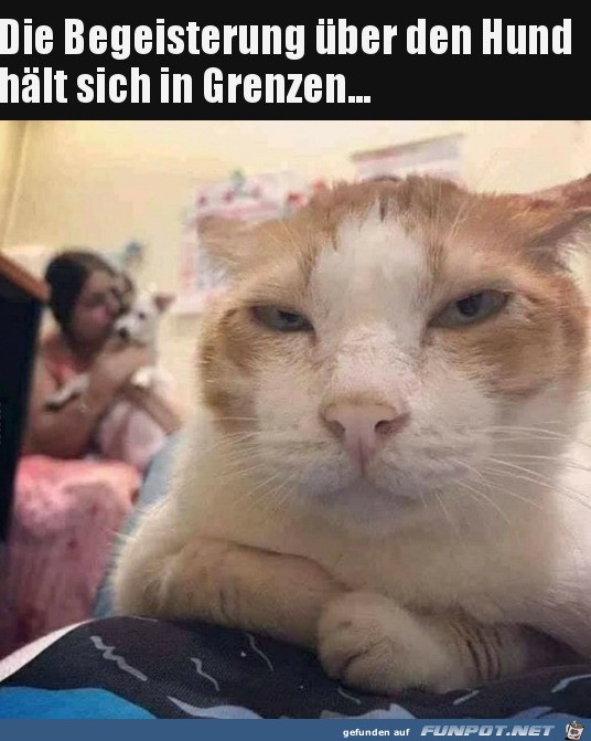 Katze ist nicht begeistert