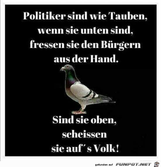 Lustiger Spruch: 'Politiker'