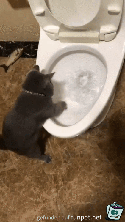 Katze putzt Klo