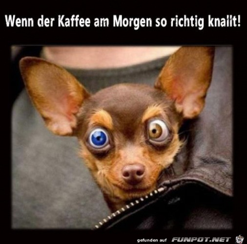 Der Kaffee knallt